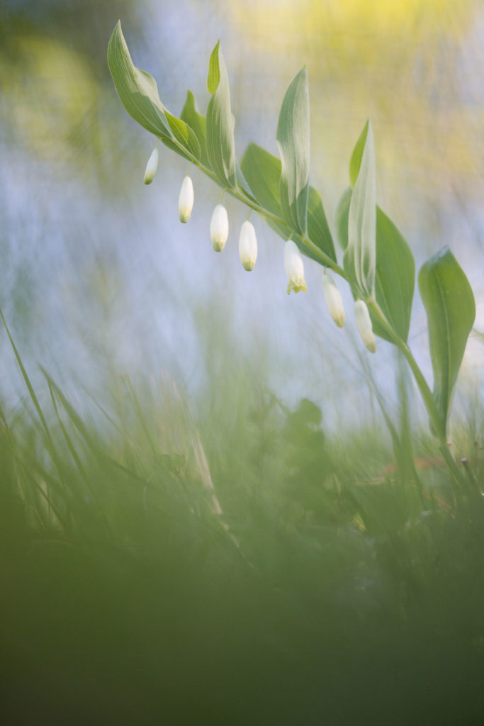 Un oeil sur la Nature | FRANCE – Proxiphotographie florale