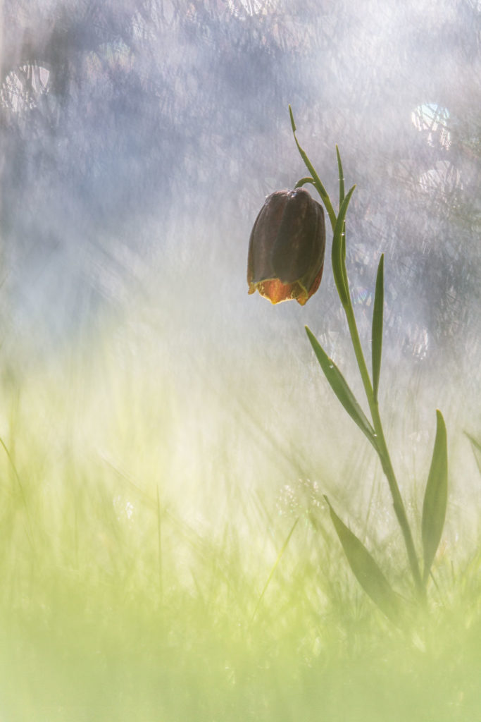 Un oeil sur la Nature | FRANCE – Proxiphotographie florale