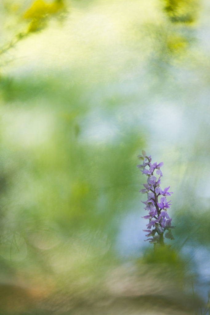 Un oeil sur la Nature | FRANCE – Proxiphotographie florale