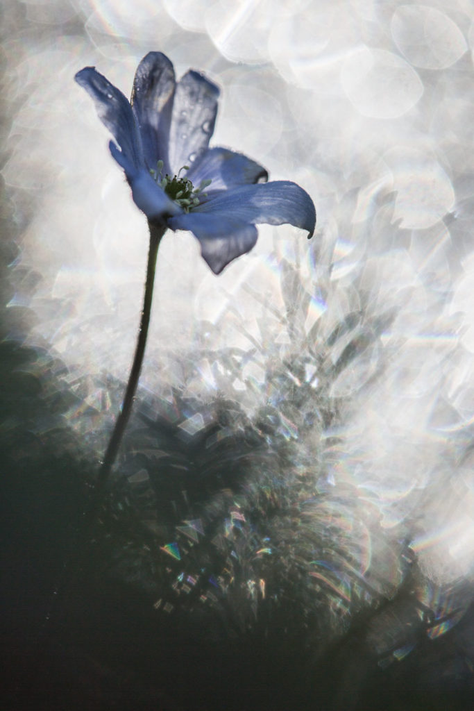 Un oeil sur la Nature | FRANCE – Proxiphotographie florale