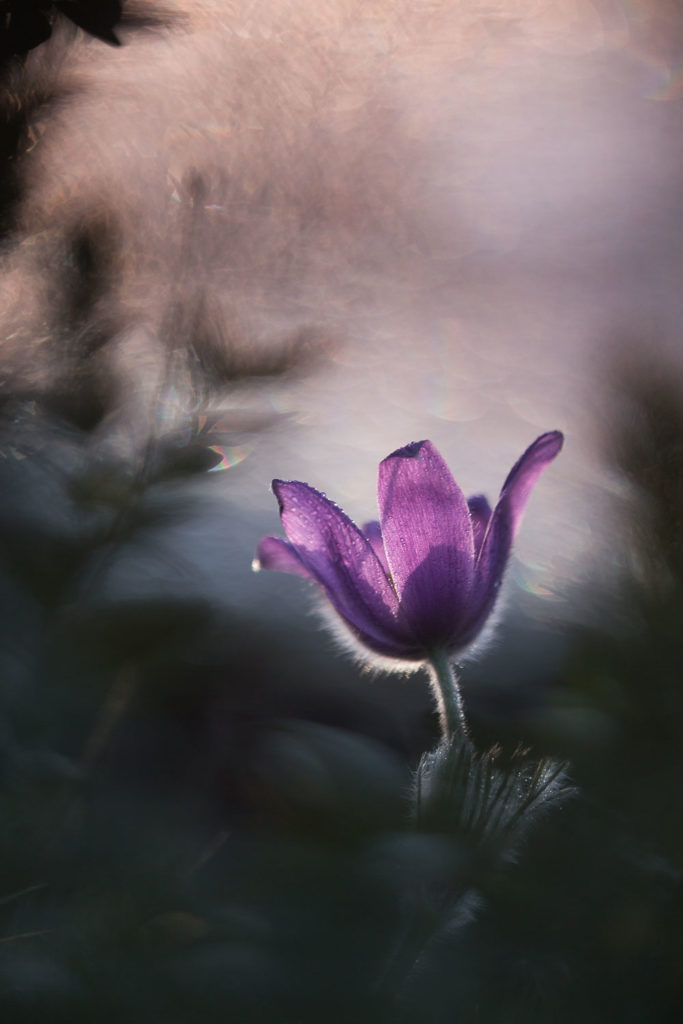 Un oeil sur la Nature | FRANCE – Proxiphotographie florale