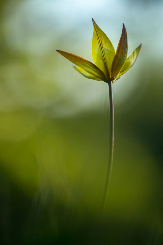 Un oeil sur la Nature | FRANCE – Proxiphotographie florale