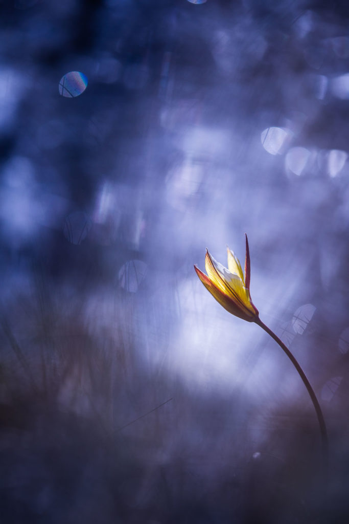 Un oeil sur la Nature | FRANCE – Proxiphotographie florale
