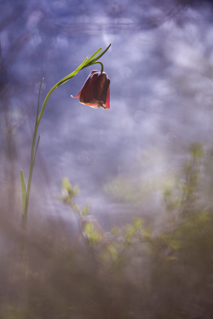 Un oeil sur la Nature | FRANCE – Proxiphotographie florale