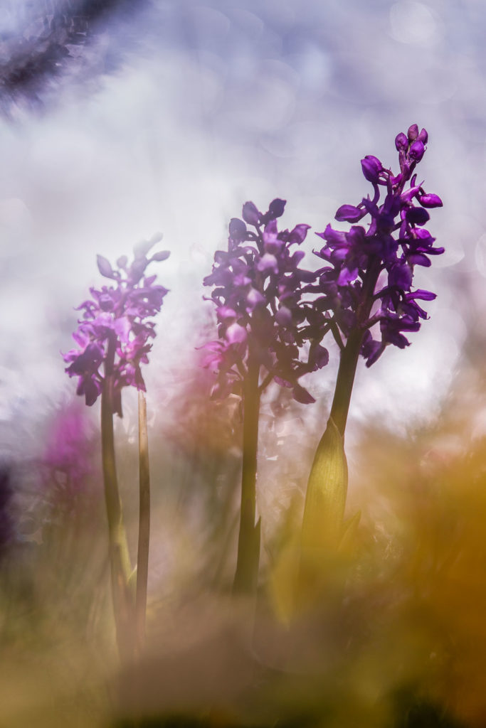 Un oeil sur la Nature | FRANCE – Proxiphotographie florale
