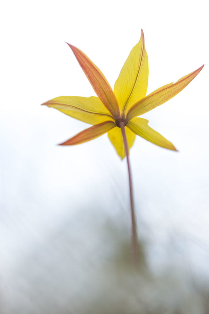 Un oeil sur la Nature | FRANCE – Proxiphotographie florale