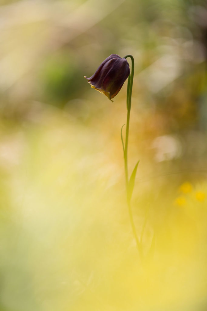 Un oeil sur la Nature | FRANCE – Proxiphotographie florale