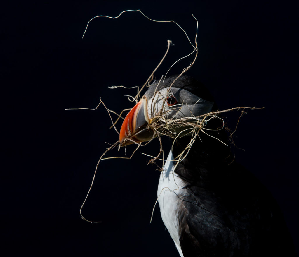 Un oeil sur la Nature | ÎLES SHETLAND –  Oiseaux et paysages marins