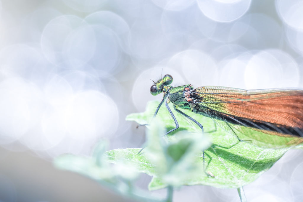 Un oeil sur la Nature | FRANCE – Stage photo en Provence