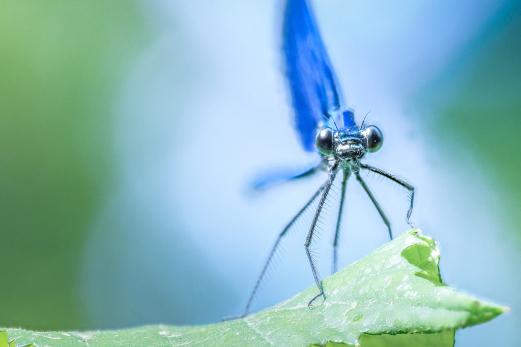 Un oeil sur la Nature | FRANCE – Stage photo en Provence
