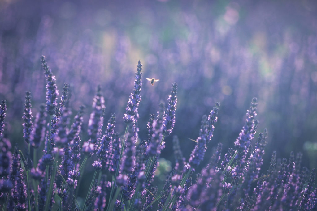 Un oeil sur la Nature | FRANCE – Stage photo en Provence