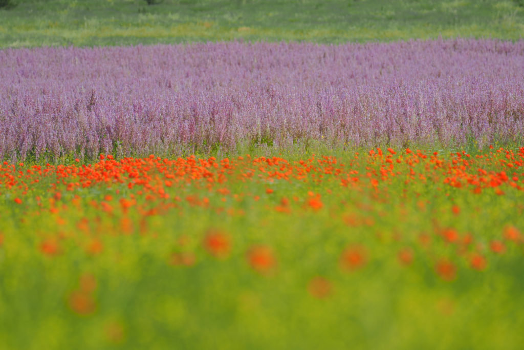 Un oeil sur la Nature | FRANCE – Stage photo en Provence