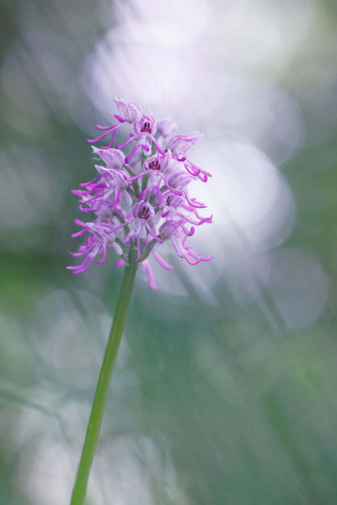 Un oeil sur la Nature | FRANCE – Orchidées sauvages