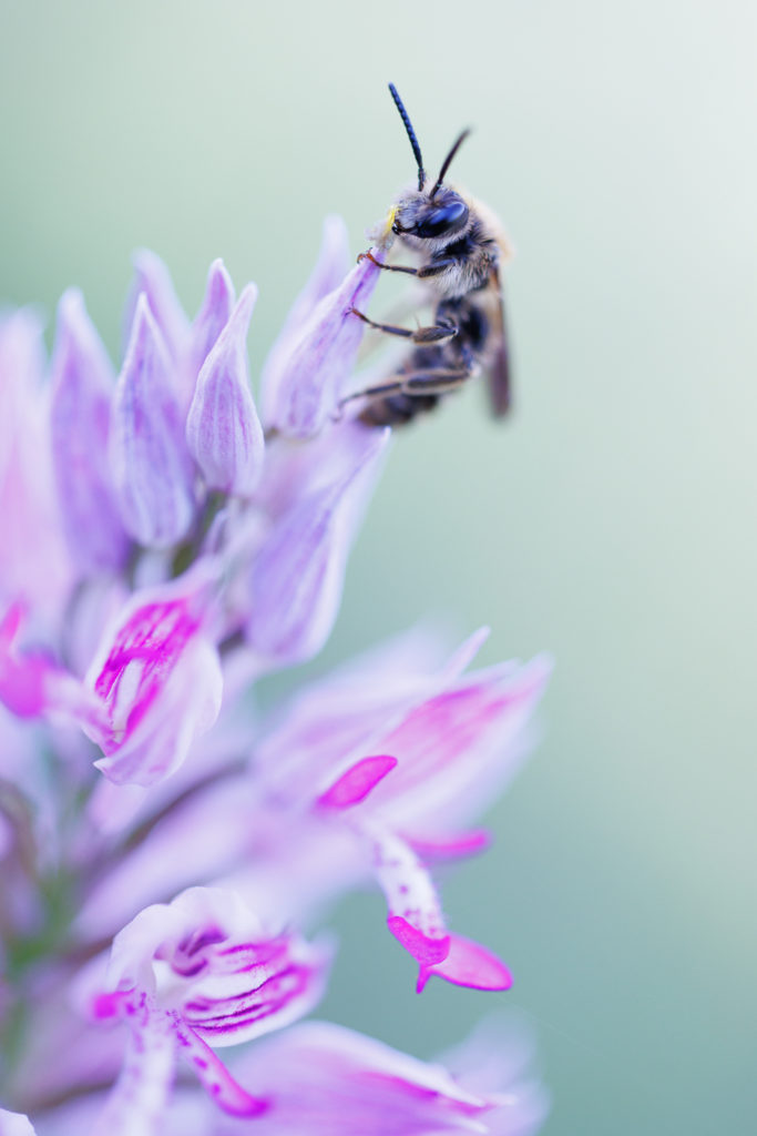 Un oeil sur la Nature | FRANCE – Orchidées sauvages