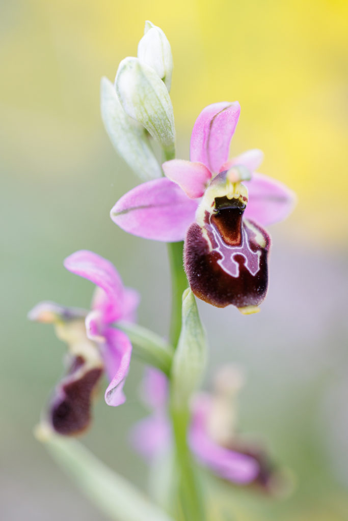Un oeil sur la Nature | FRANCE – Orchidées sauvages