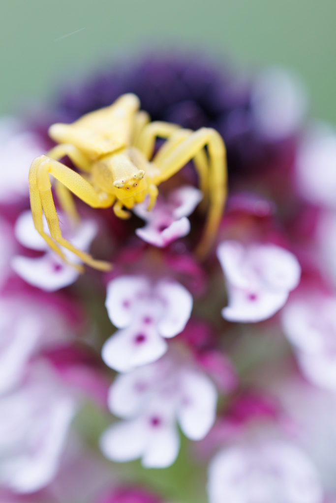 Un oeil sur la Nature | FRANCE – Orchidées sauvages