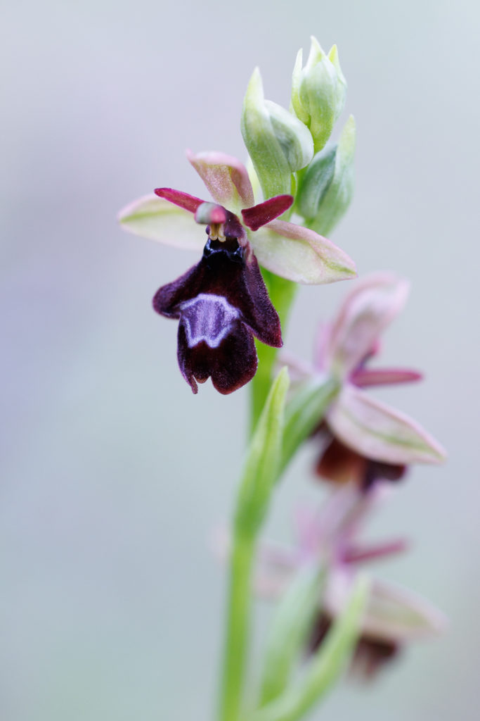 Un oeil sur la Nature | FRANCE – Orchidées sauvages