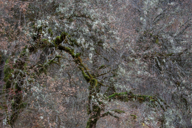 _Z1A0765-Modifier