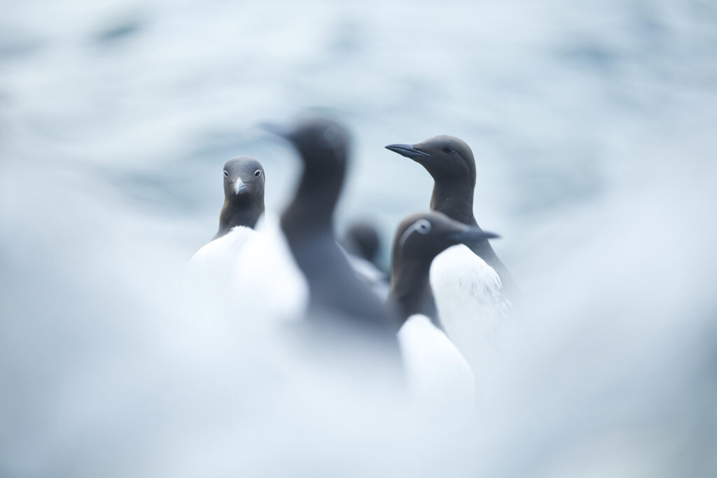 Un oeil sur la Nature | NORVÈGE – Oiseaux du Varanger