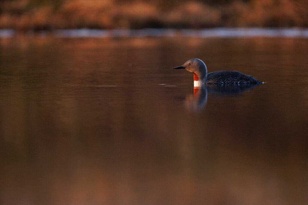 Un oeil sur la Nature | NORVÈGE – Oiseaux du Varanger
