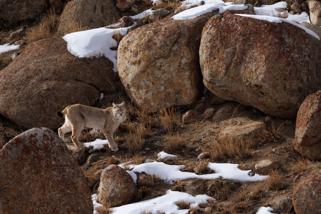 Lynx femelle, photographiée dans la chaine du Ladakh
