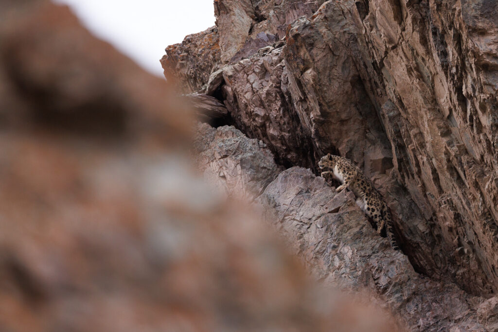 Panthère des neiges, observée dans la parc national de Hemis, voyage photo au Ladakh en Inde