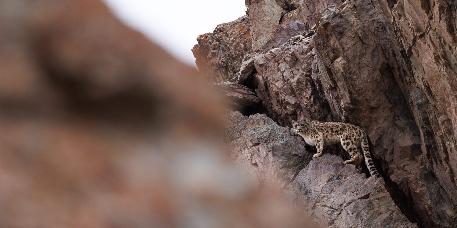 Panthère des neiges, observée dans la parc national de Hemis, voyage photo au Ladakh en Inde