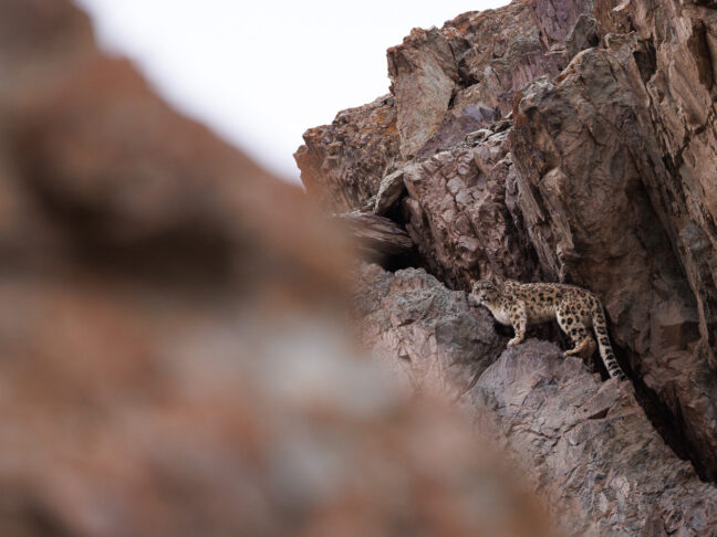 Panthère des neiges, observée dans la parc national de Hemis, voyage photo au Ladakh en Inde
