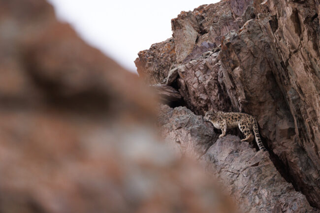 Panthère des neiges Panthère des neiges, observée dans la parc national de Hemis, voyage photo au Ladakh en Inde