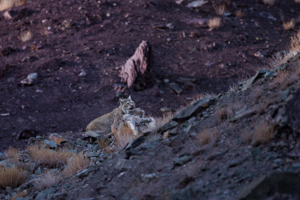 Lynx consommant un Bharal, dans le parc national de Hemis, pendant le voyage photo panthère des neiges au Ladakh