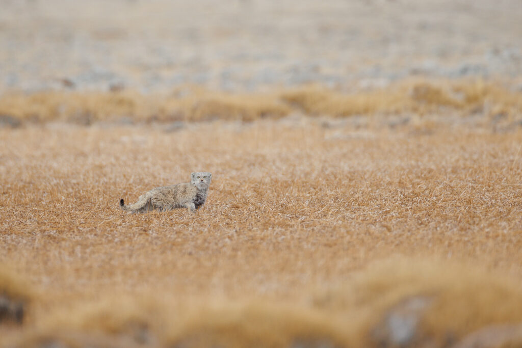 Chat de Pallas, durant un voyage photo panthère des neiges, au Changtang
