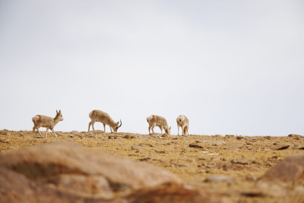 Gazelles du Tibet, observées en voyage photo en Ladakh