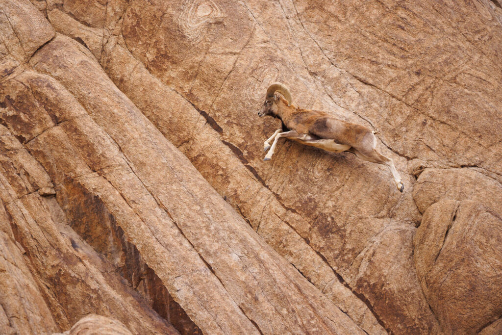 Urial du Ladakh, observé pendant le voyage photo panthère des neiges au Ladakh
