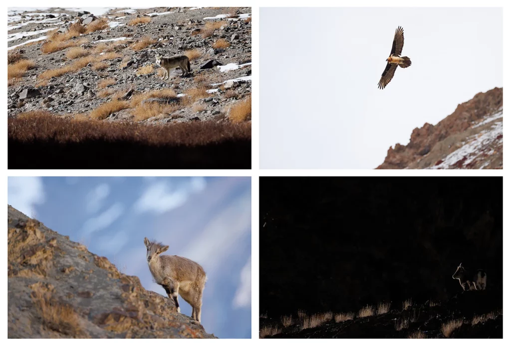Loup du Tibet, Gypaète barbu, et Bharal, photographiés durant un voyage photo panthère des neiges, au Ladakh