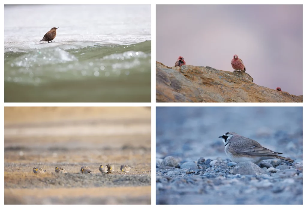 Cincle de Pallas, Roselin strié, Syraphes du Tibet et Alouette haussecol, photographiés en voyage photo au Ladakh