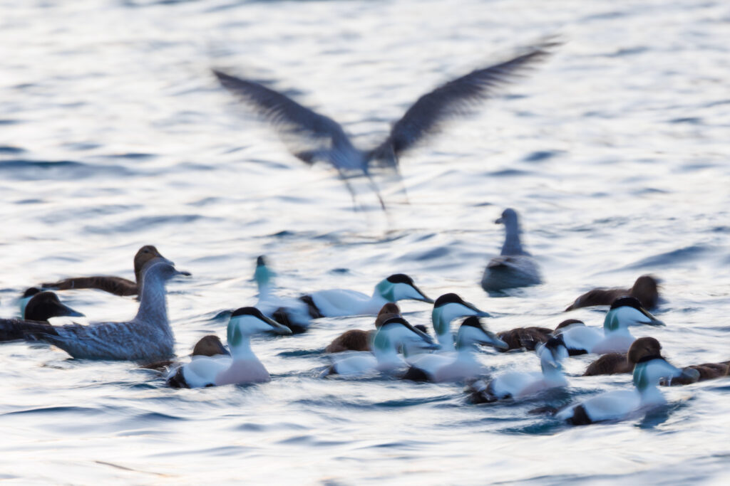 Un oeil sur la Nature | NORVÈGE – Aurores boréales en Laponie