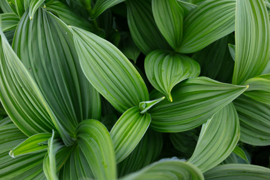 Un oeil sur la Nature | FRANCE – De la prise de vue au tirage papier