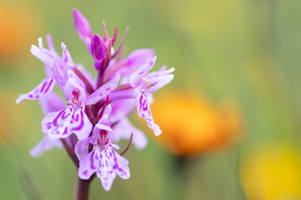 Un oeil sur la Nature | FRANCE – De la prise de vue au tirage papier