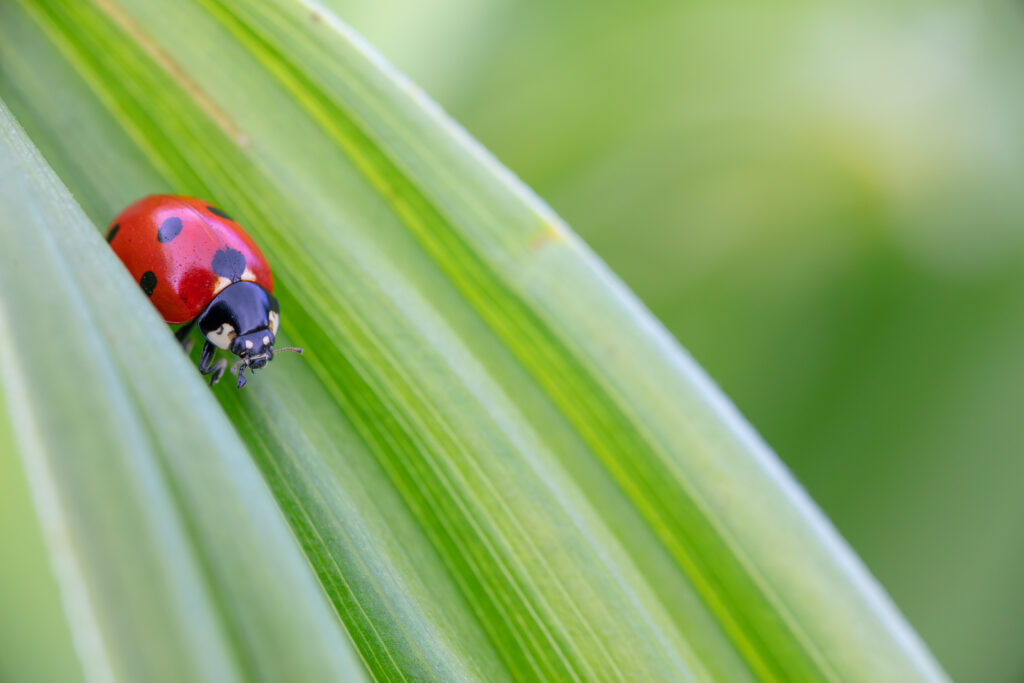 Un oeil sur la Nature | FRANCE – De la prise de vue au tirage papier