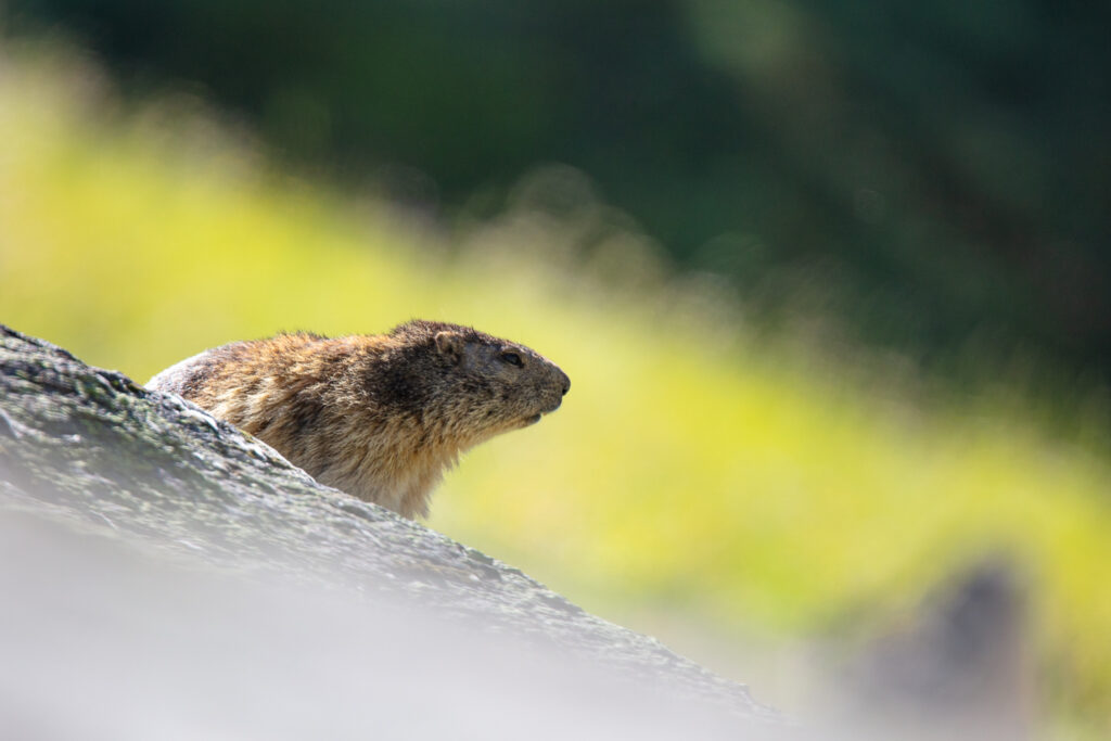 Un oeil sur la Nature | FRANCE – De la prise de vue au tirage papier
