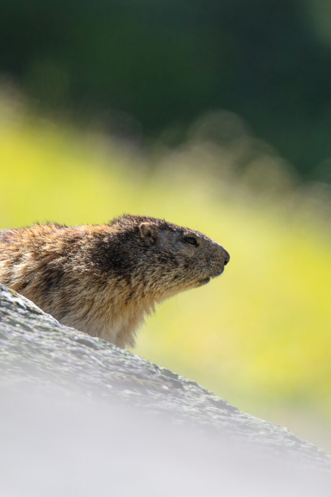Marmotte, sujet parfait pour le stage photo prise de vue, post-production et tirage dans le Beaufortain