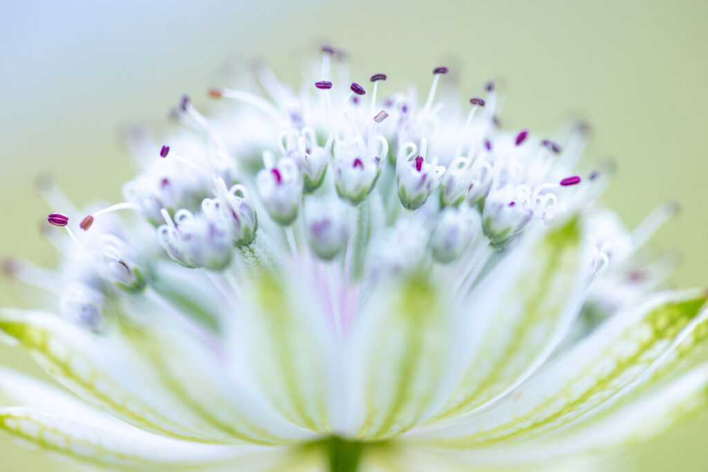 Un oeil sur la Nature | FRANCE – De la prise de vue au tirage papier