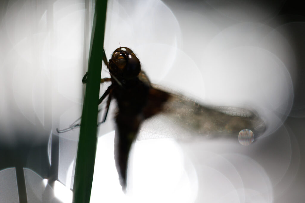 Un oeil sur la Nature | FRANCE – De la prise de vue au tirage papier