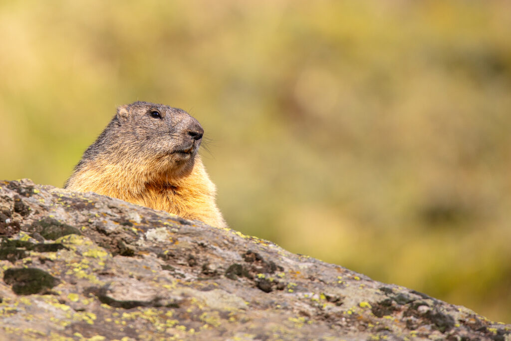 Un oeil sur la Nature | FRANCE – De la prise de vue au tirage papier