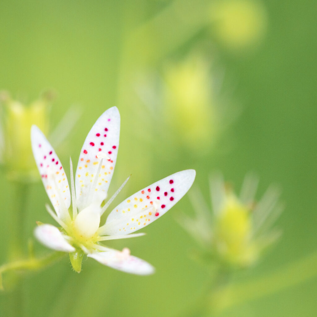 Un oeil sur la Nature | FRANCE – De la prise de vue au tirage papier