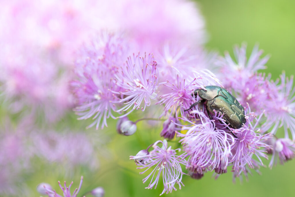 Un oeil sur la Nature | FRANCE – De la prise de vue au tirage papier