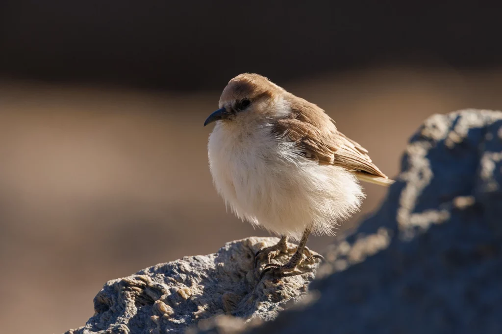 Un oeil sur la Nature | LADAKH – La panthère des neiges