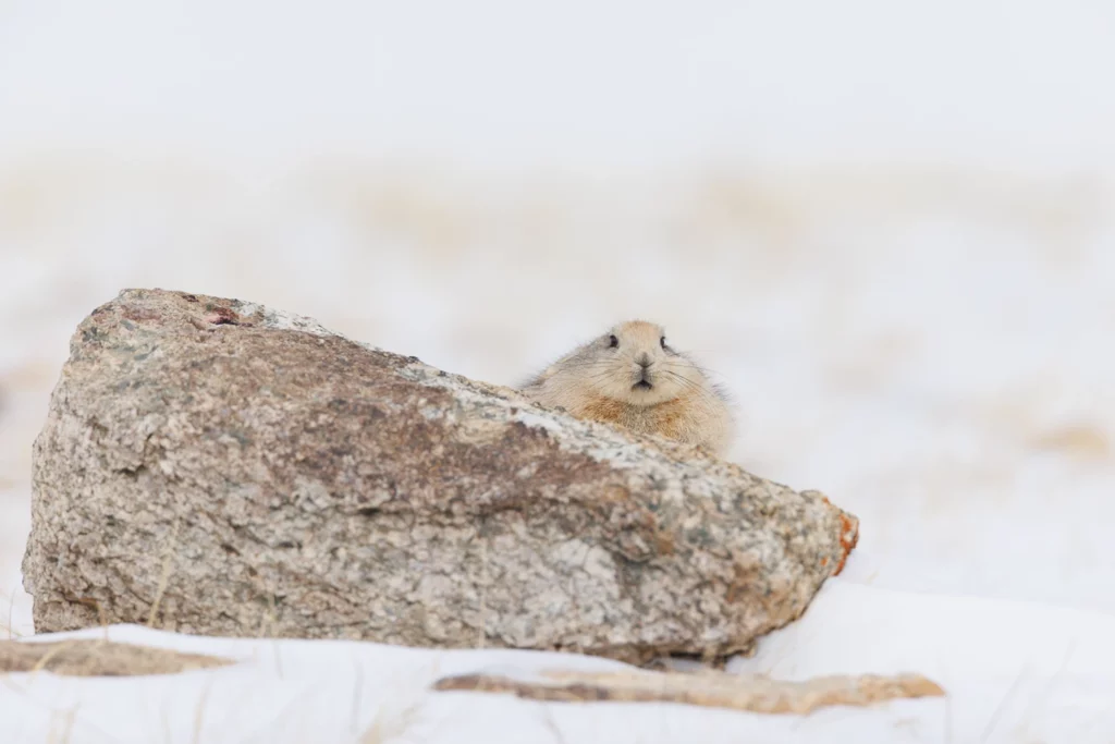 Un oeil sur la Nature | LADAKH – La panthère des neiges