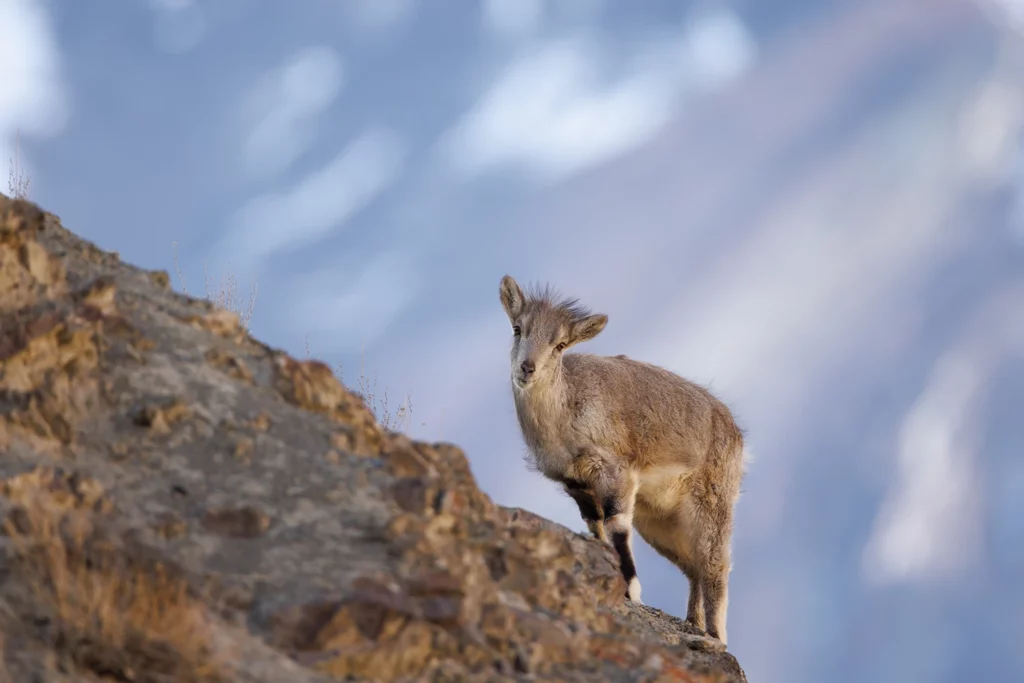 Un oeil sur la Nature | LADAKH – La panthère des neiges