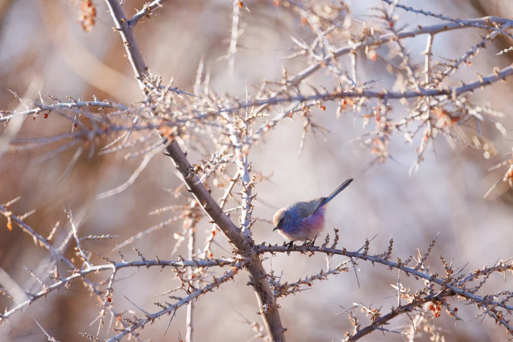 Un oeil sur la Nature | LADAKH – La panthère des neiges